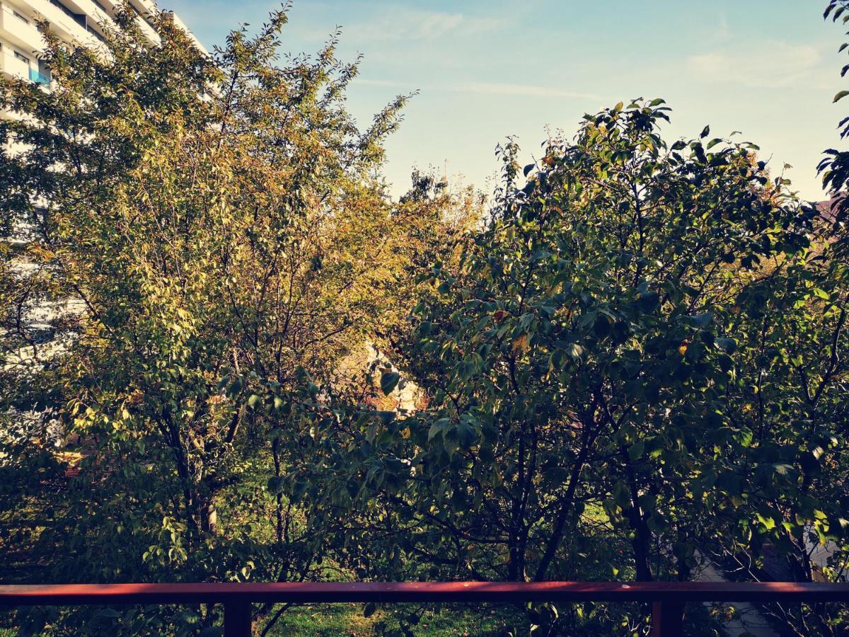 Dragonfly Studio With Garden Braşov Exterior foto